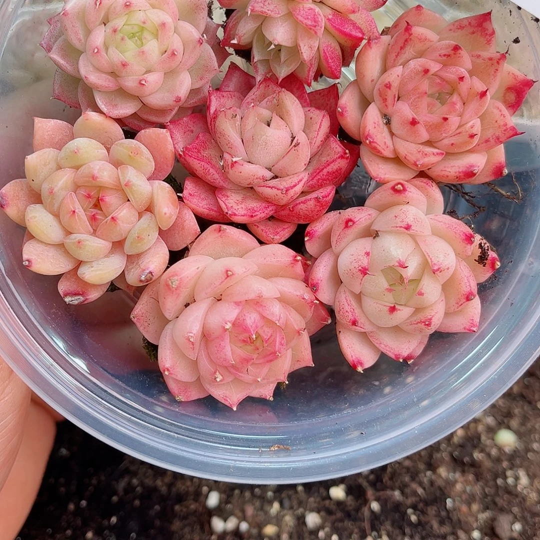 1-440 新疆西藏内蒙不发12.8包邮2-3公分多肉