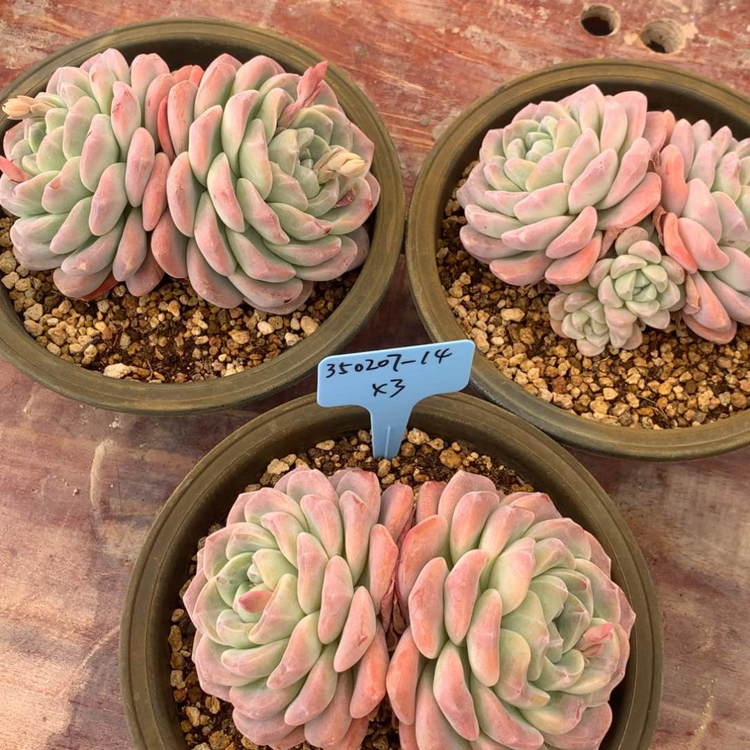 p****e350207-14冰玉3