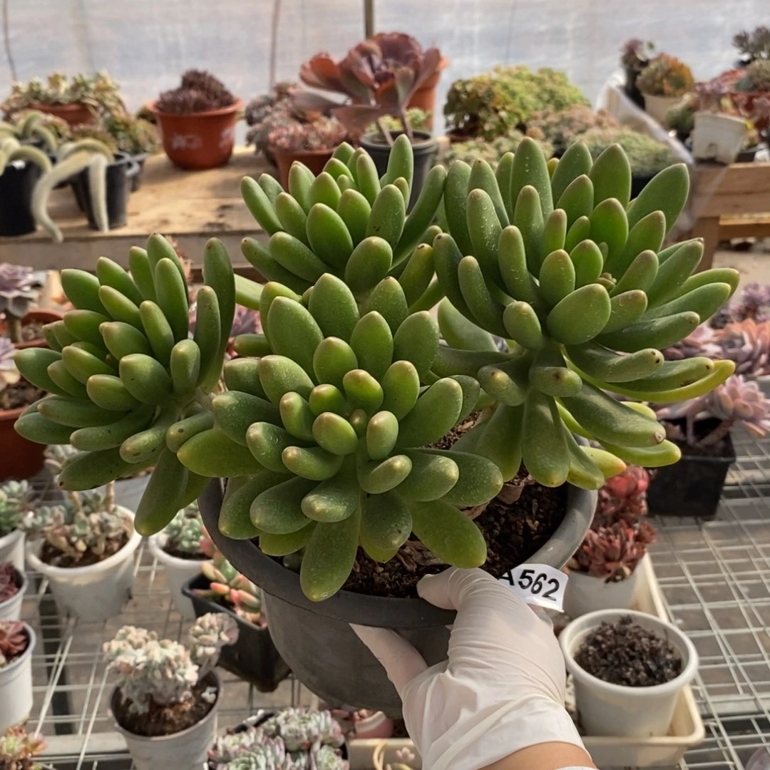 562金蝉多头一物一拍