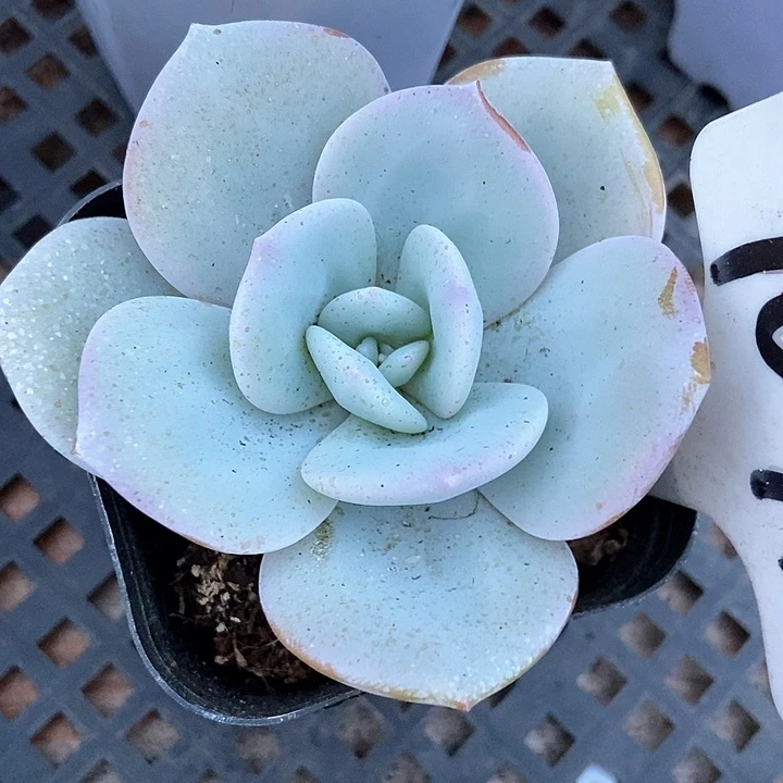 多肉植物奶茶1071