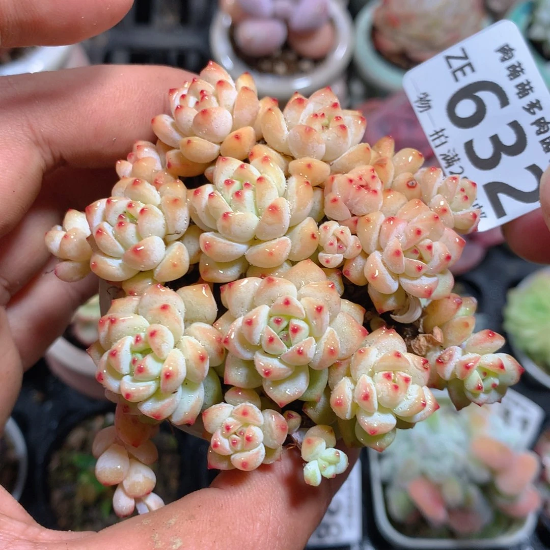 5CM拇指盆精控多肉ZE632