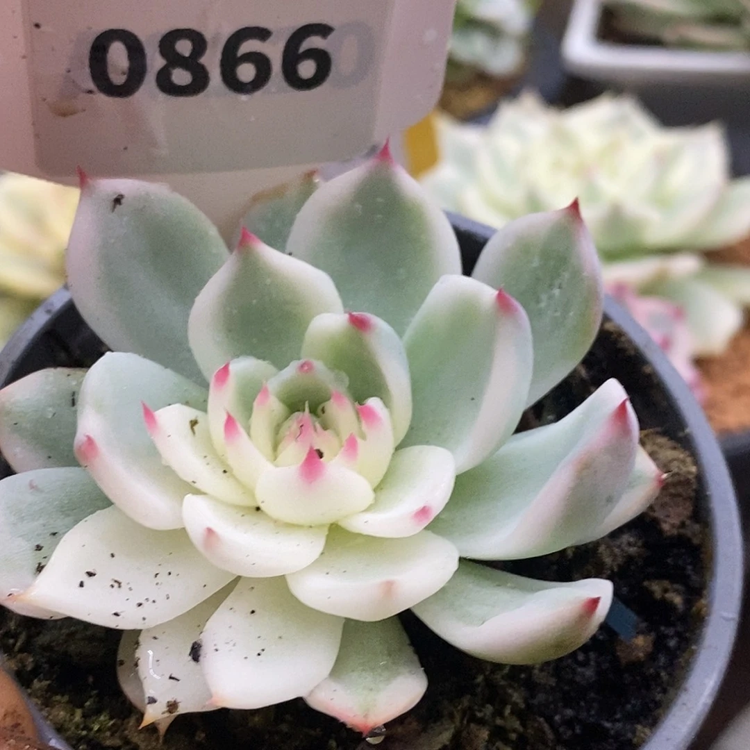 866娃娃哈哈哈哈哈哈哈