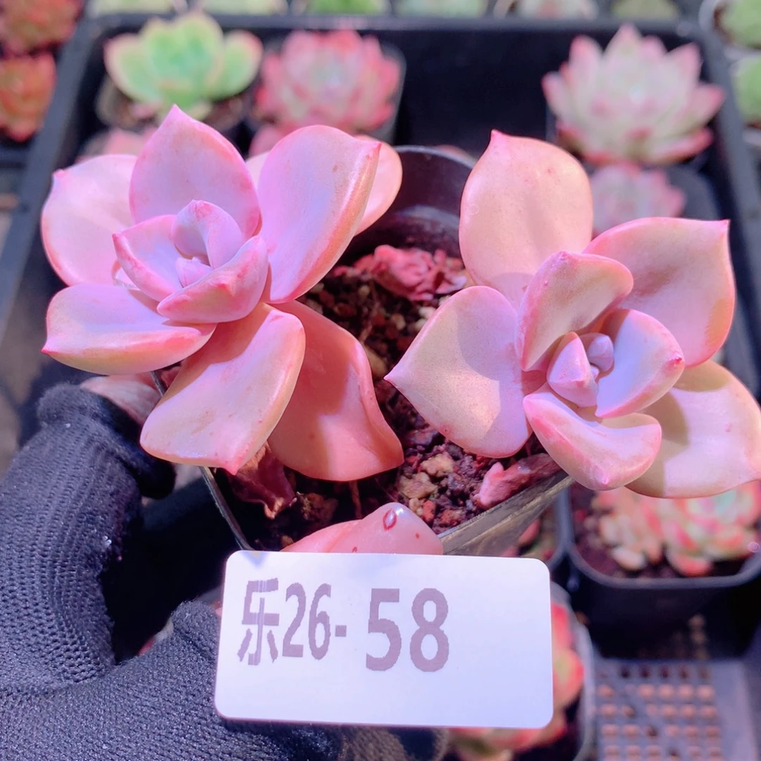 乐然26-58 彩虹糖