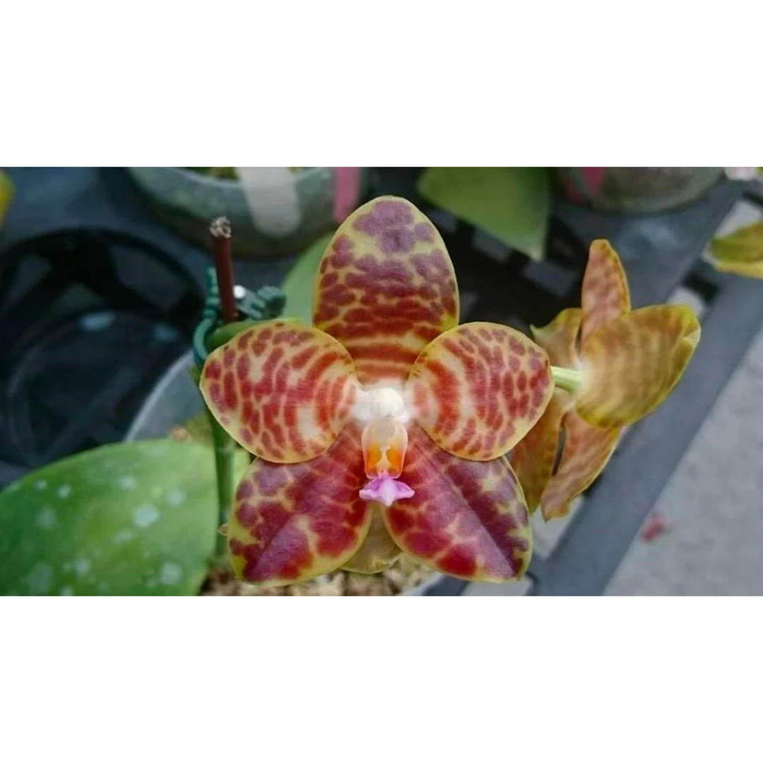 花农杰哥原生种珍奇类蝴蝶兰MO637