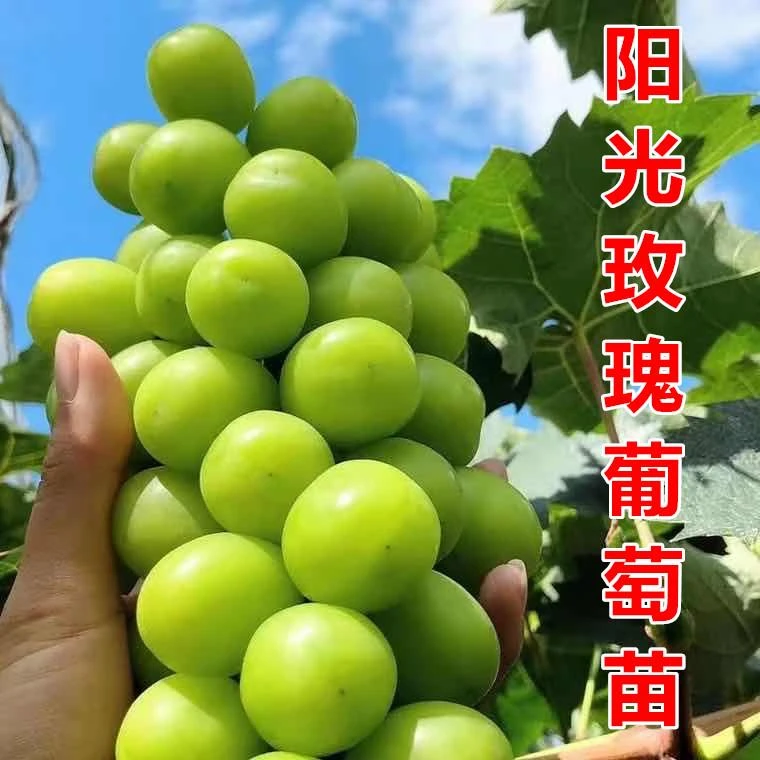 阳光玫瑰葡萄树苗葡萄树苖特大巨峰葡萄苗爬藤北南方种植当年结果
