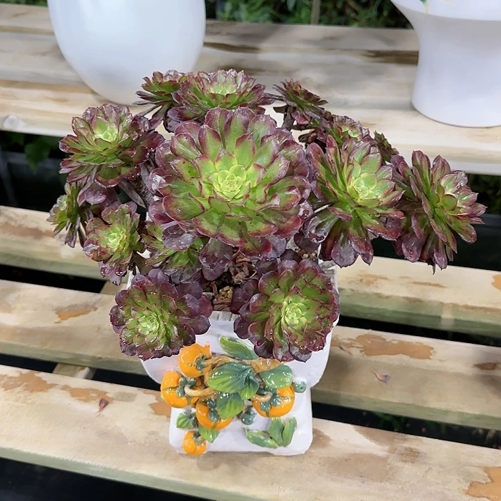 法师多肉植物福利