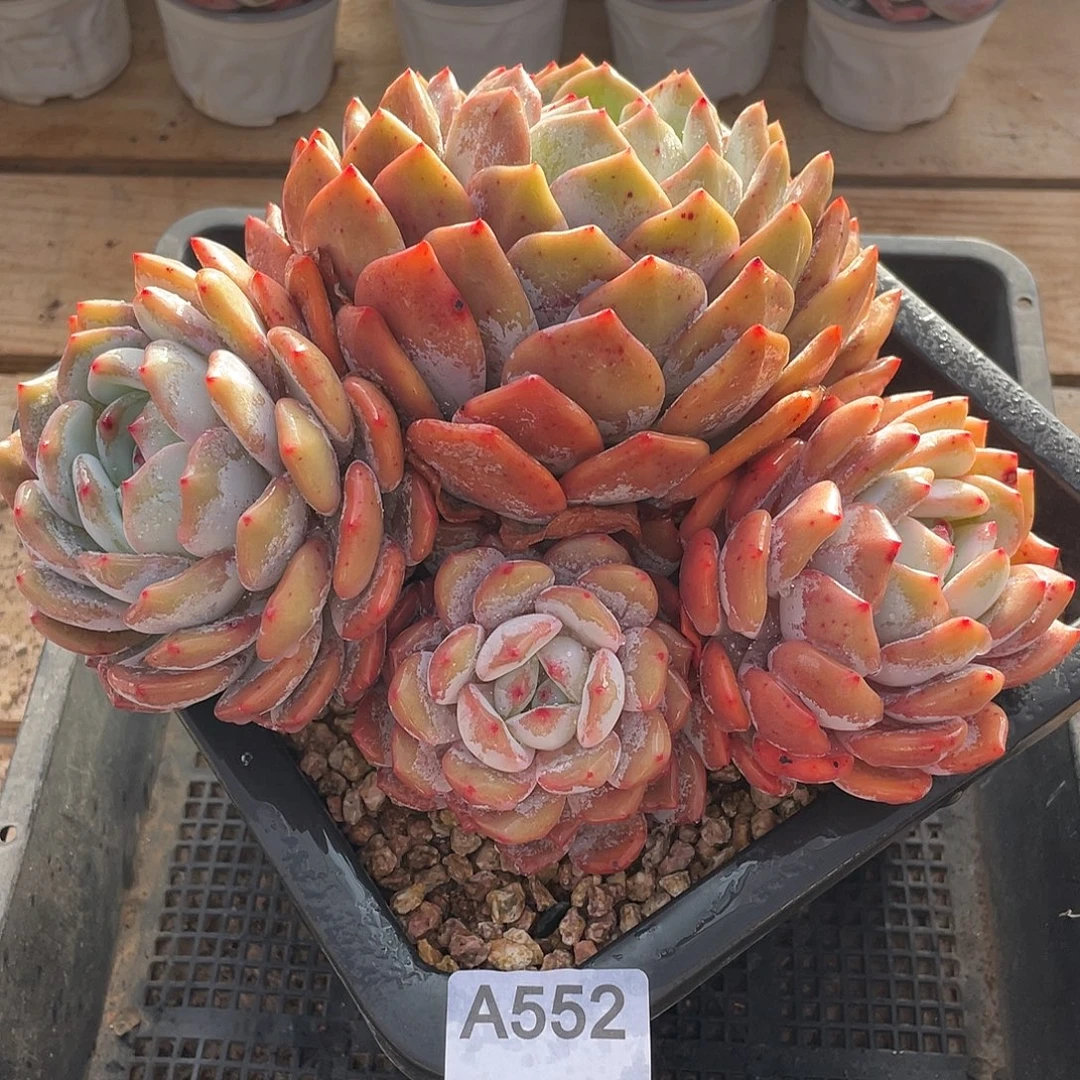 552多肉植物多肉植物