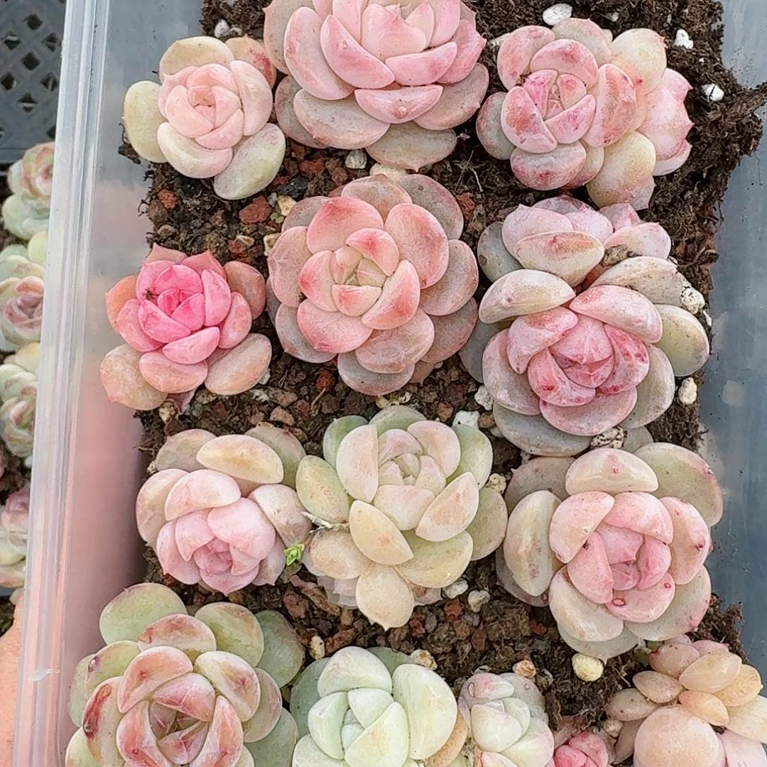 杂交新品珍妮多肉20