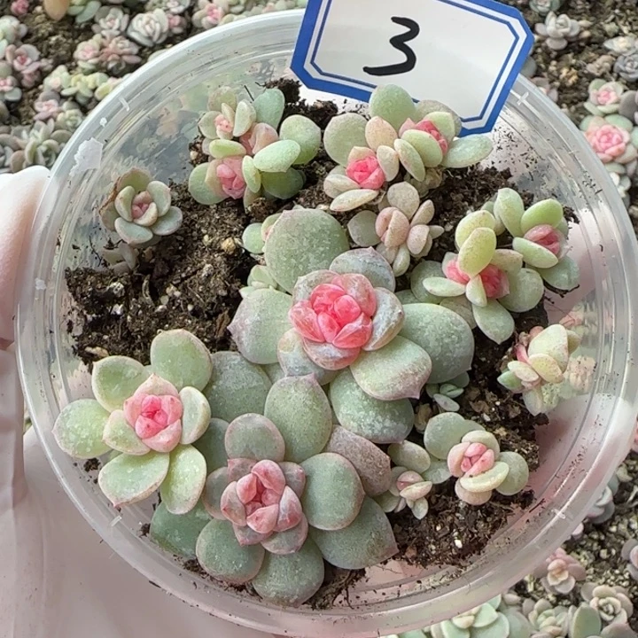 绝绝子多肉植物一盒3