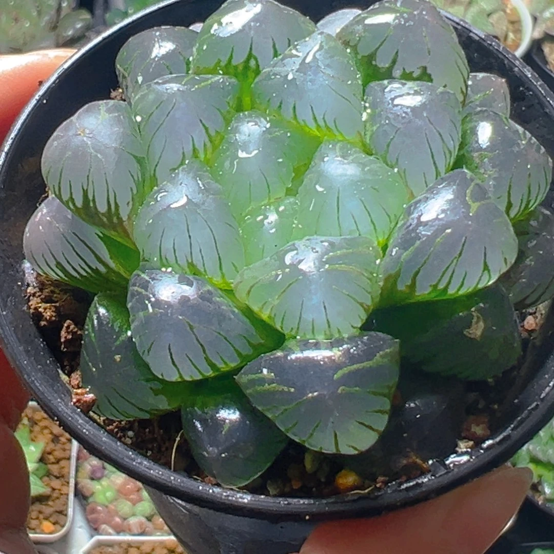 抖抖玉露多肉多肉多肉万象盆1