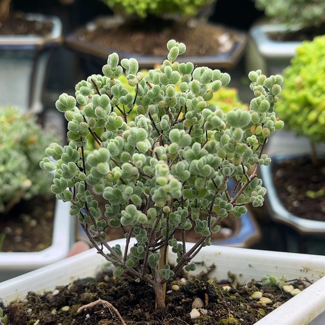 33白底实生莱斯优选枝干番杏