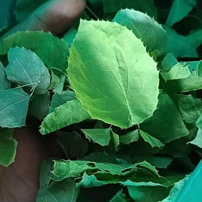 甘肃野生小圆叶三枝九叶草可泡水煮水搭配黄芪