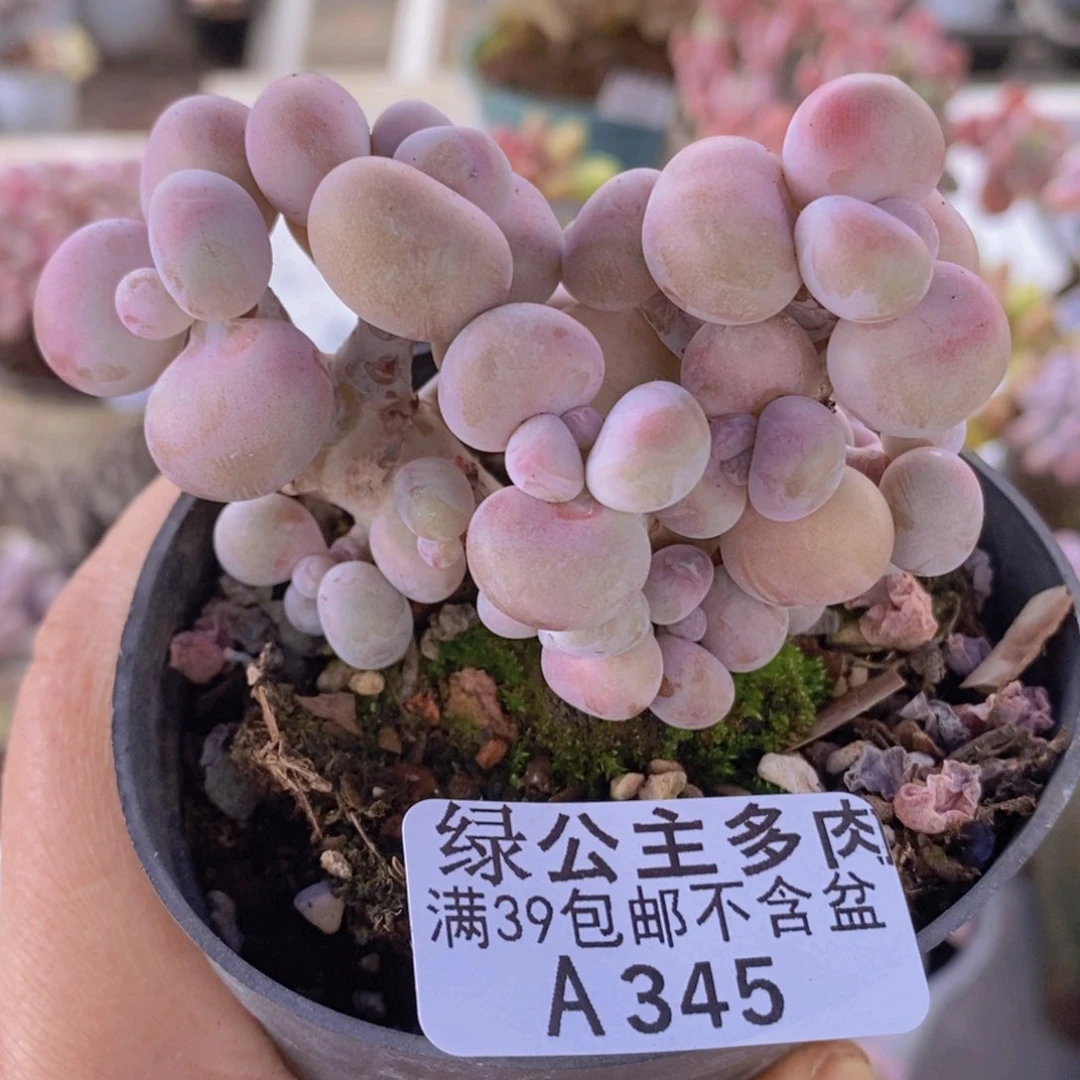 腰子桃蛋7cm345多肉植物