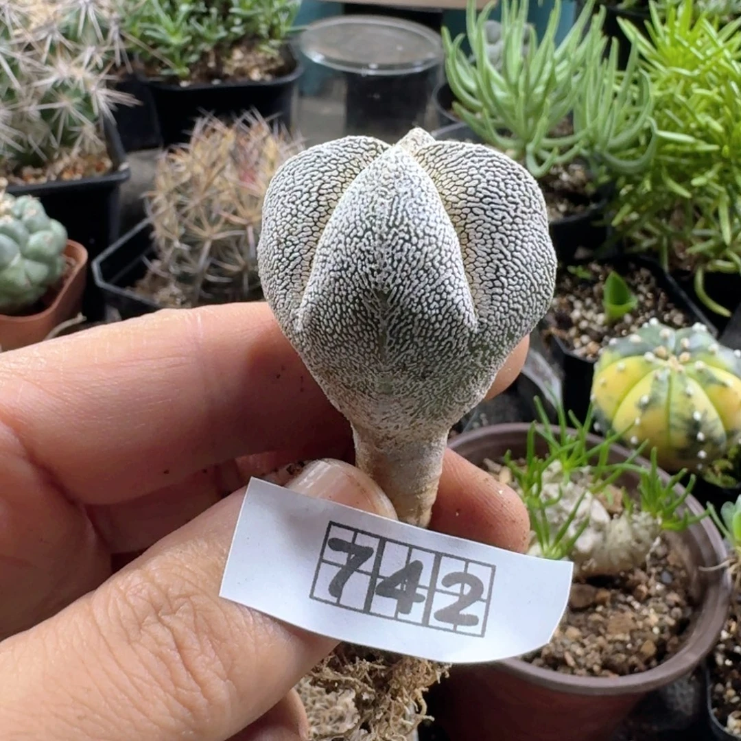 742矮脚恩冢鸾凤玉脱土发货