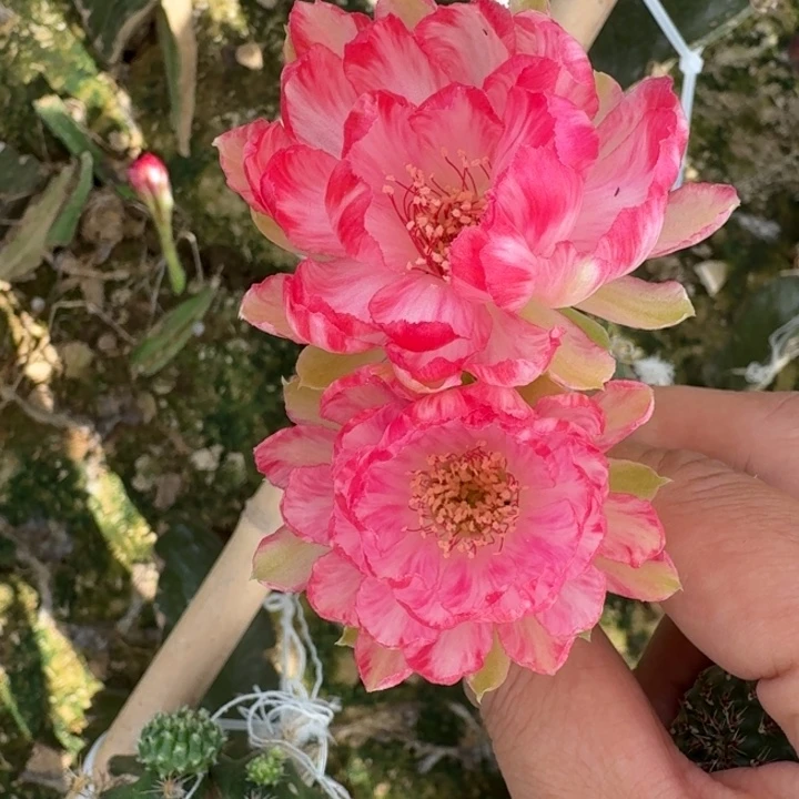 244丽花美花18歪3公分左右无根侧牙，20包邮
