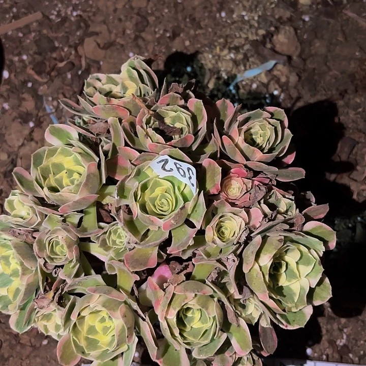 392女妖多肉植物不售后