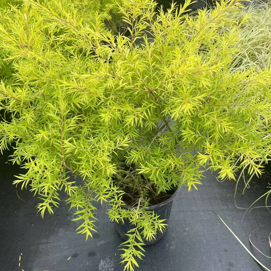 黄金香柳盆栽室外庭院阳台植物千层金树苗园林绿化苗四季常青绿植