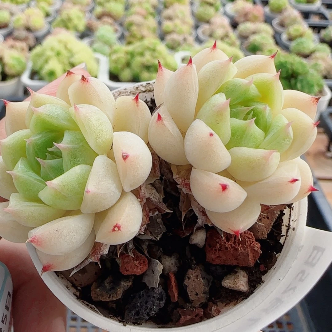 花语逸镜0725-21麦秆