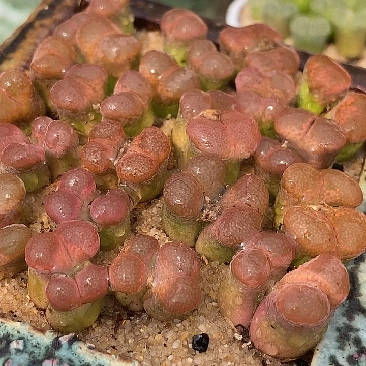 13557日本原株红风铃双头一颗