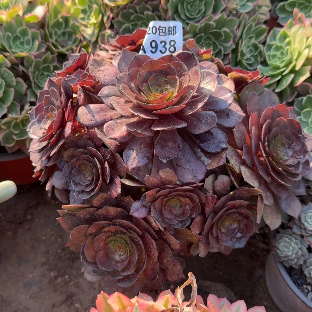 满20包邮，938黑魔