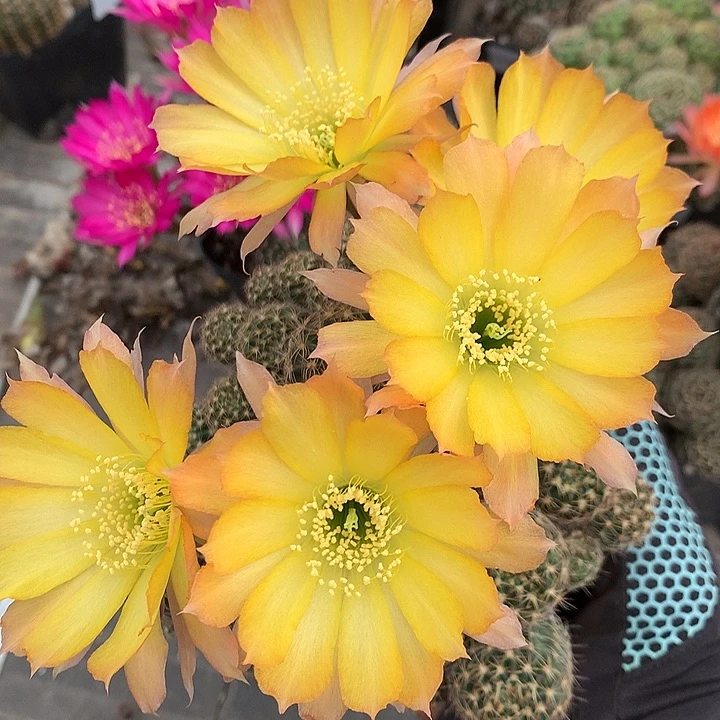 58 落地自根丽花10厘米盆