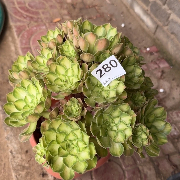 韶华捧花280法师锦