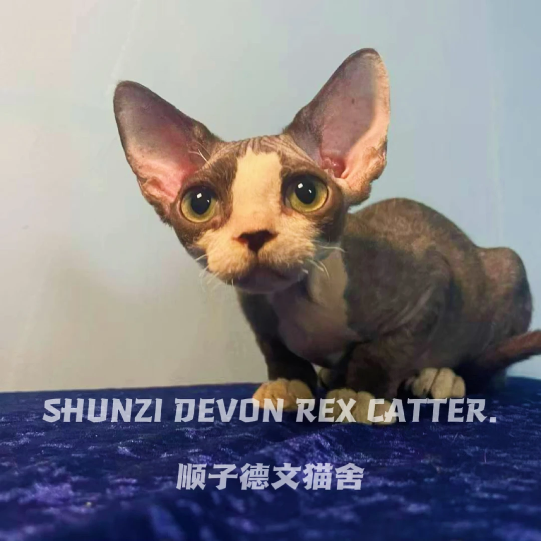 【粉丝回馈】黑白开脸德文卷毛猫弟弟