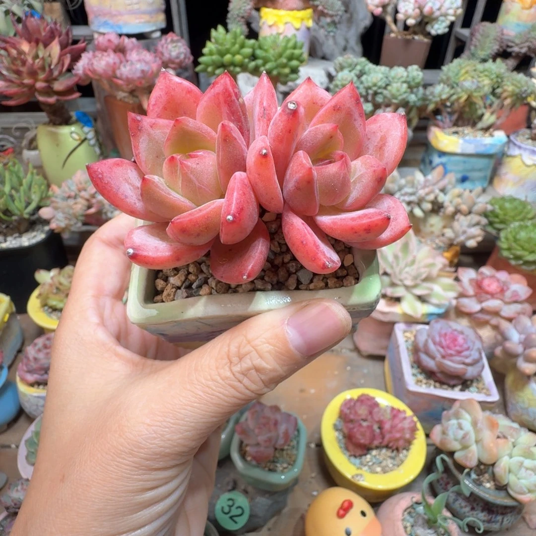 炎龙 多肉含盆土 一物一拍