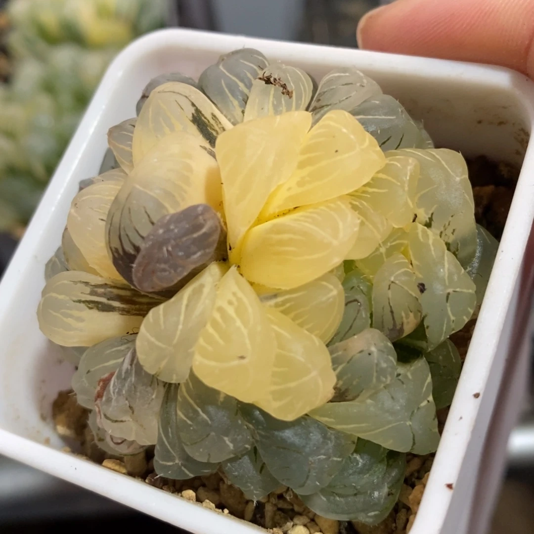 一颗双头湖水玉露锦。新年福利