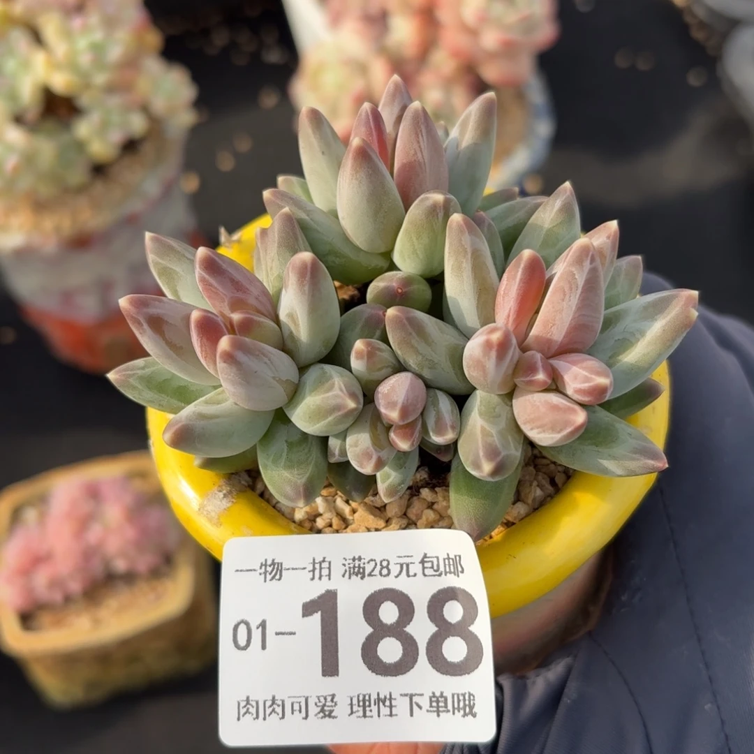 乌拉克拉无盆土发货无盆