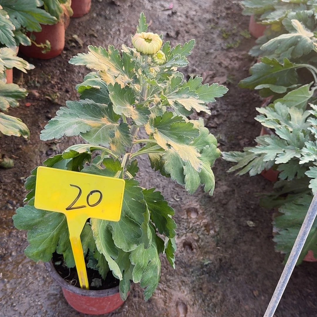 李***米大部分花苞少量开放20真实