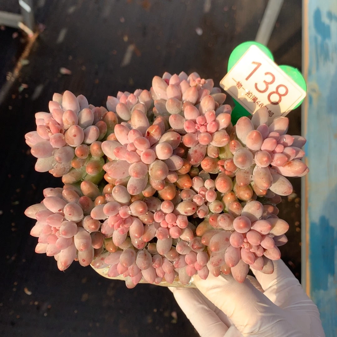 婴儿手指无砍平头138
