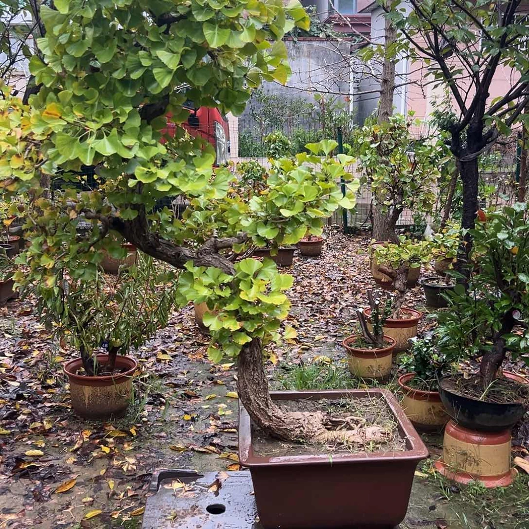完全开放银杏盆景老桩造型绿叶