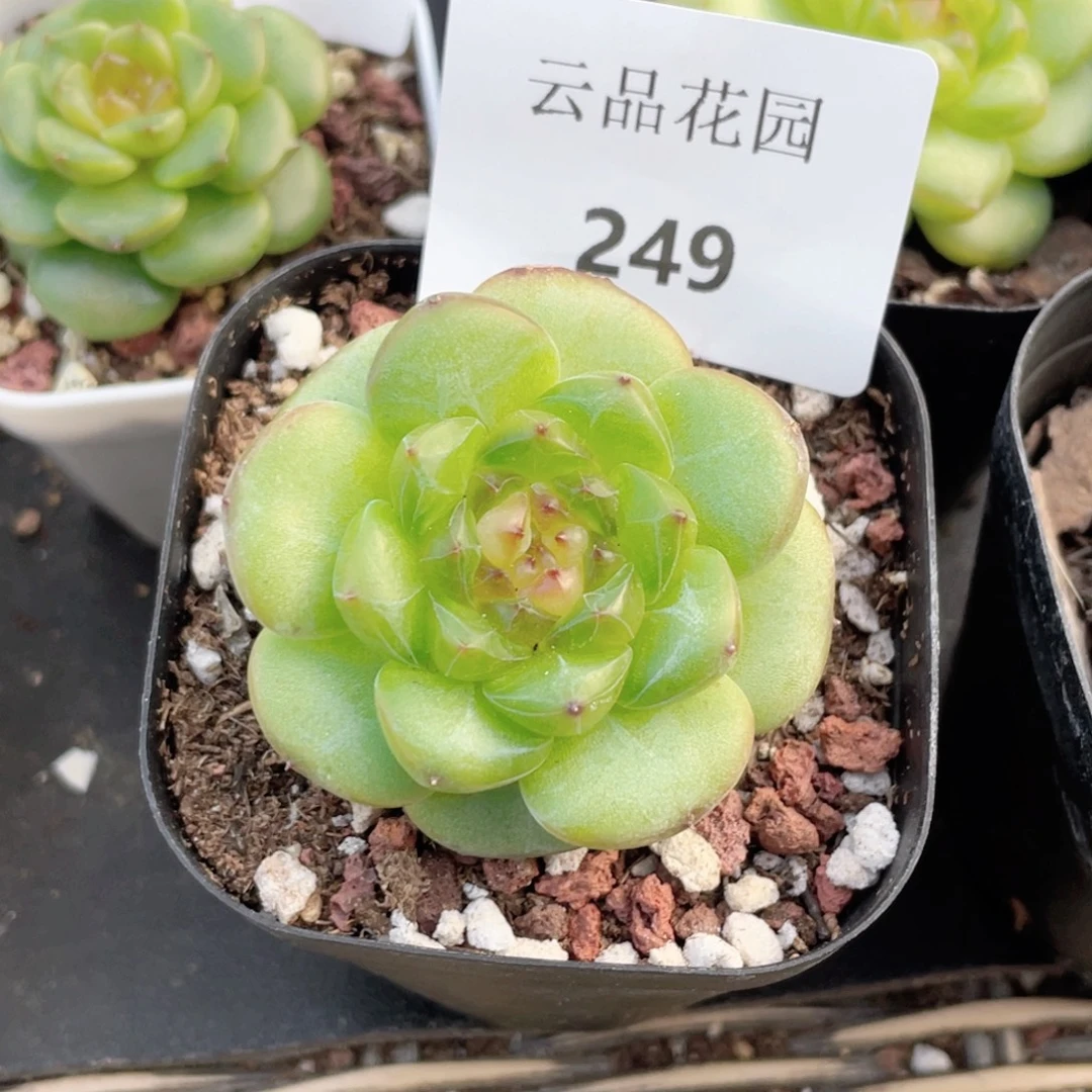 d***n249号糖心冰心珍妮
