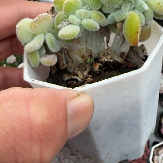 284雪晃星缀多肉植物多