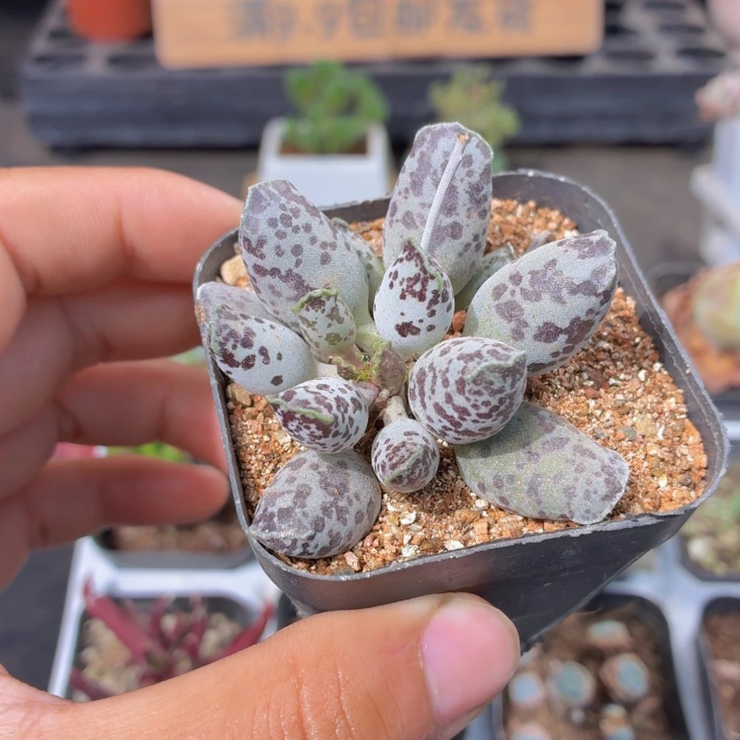 海豹多肉9.9包邮发货