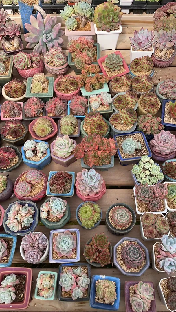 一物一拍多肉植物800-999