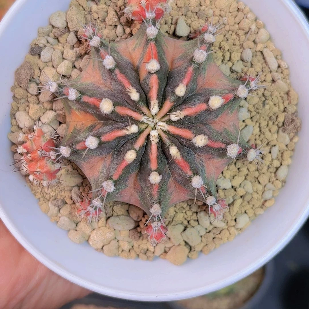人***路泰系米哈仙人球特价