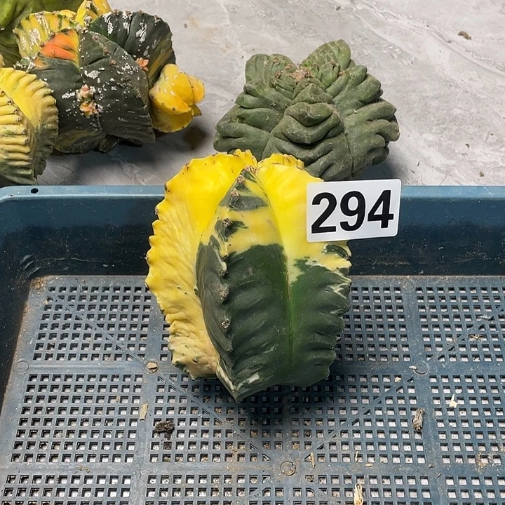 完全开放294仙人球一个栾