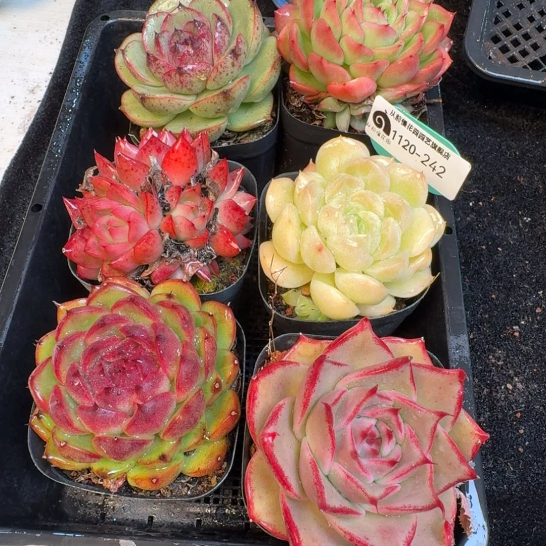 从前慢多肉精选编号1120.242