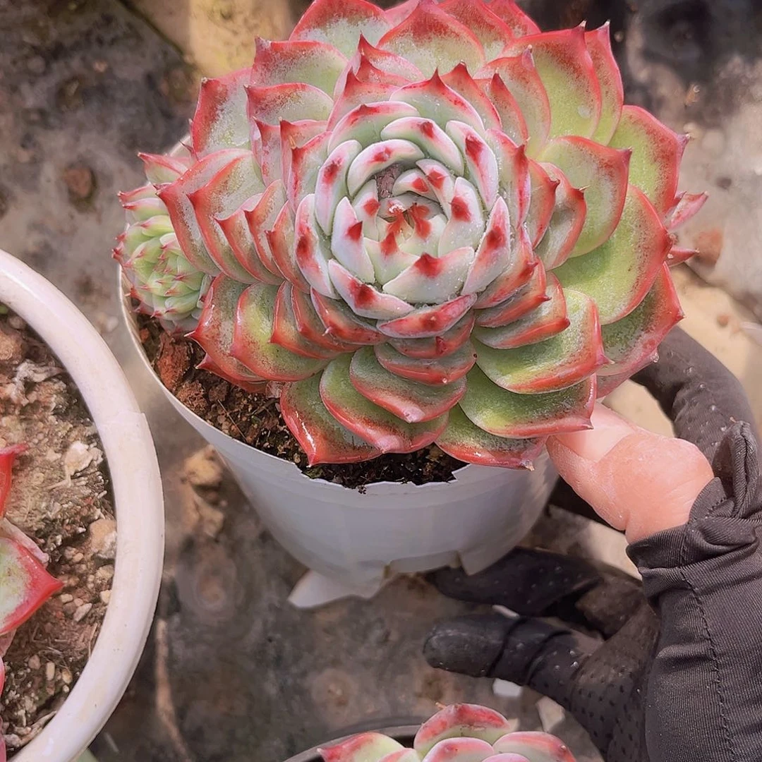 惊鸿娃娃13公分9998888