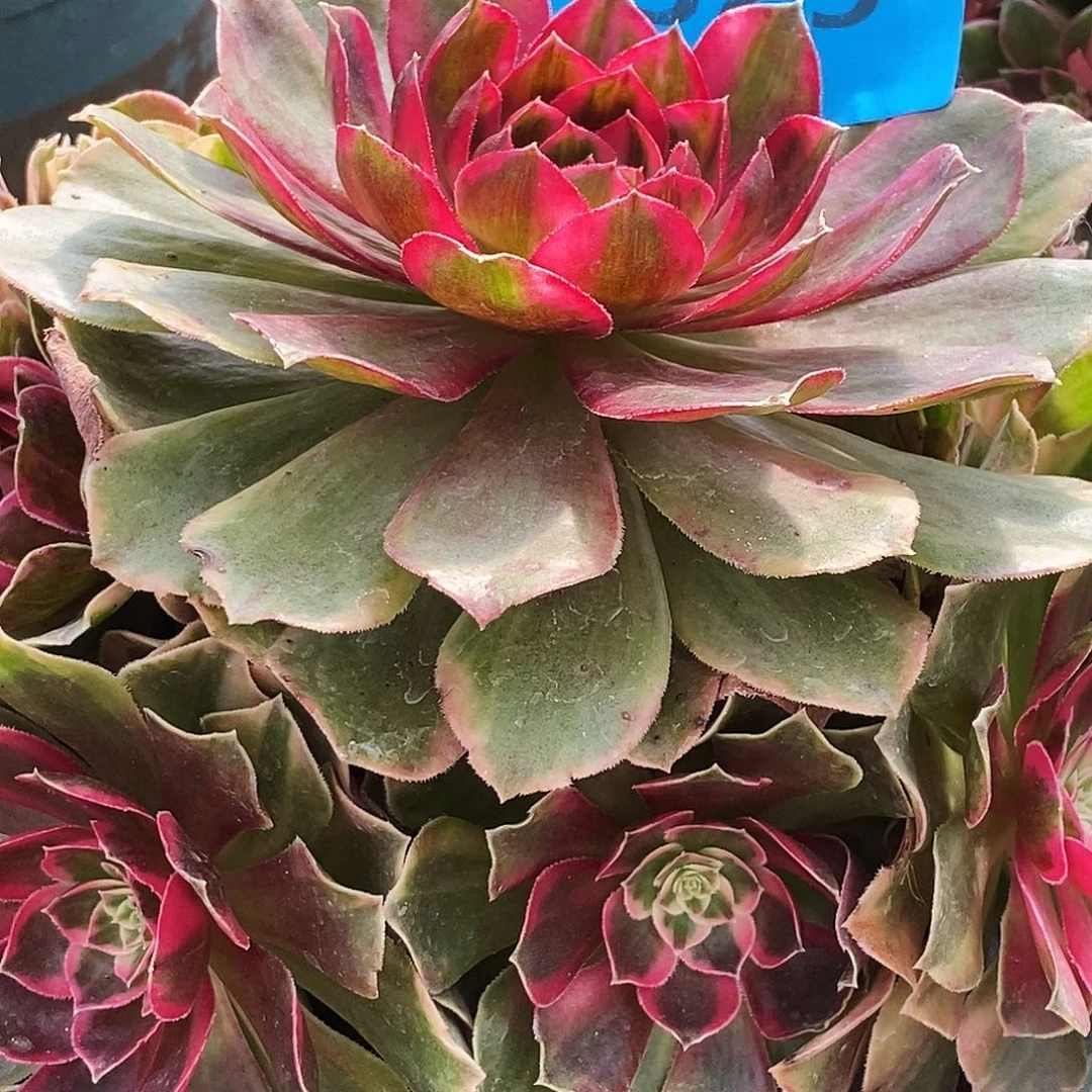 上古园艺多肉法师325