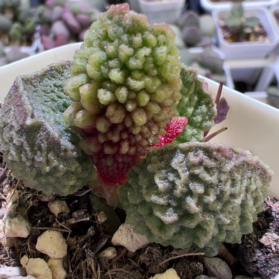 实生新品多肉植物水泡多肉植物