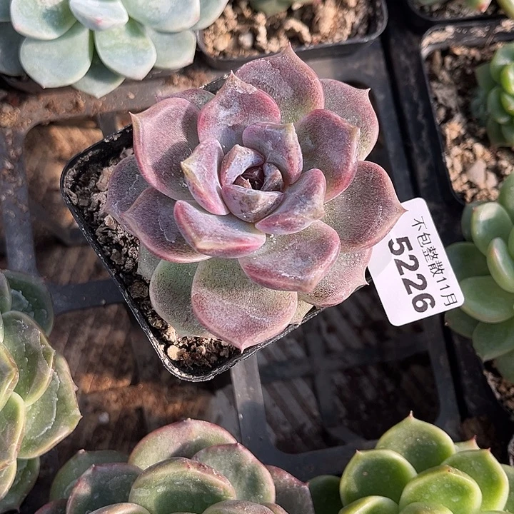 阿雅园艺。         5226