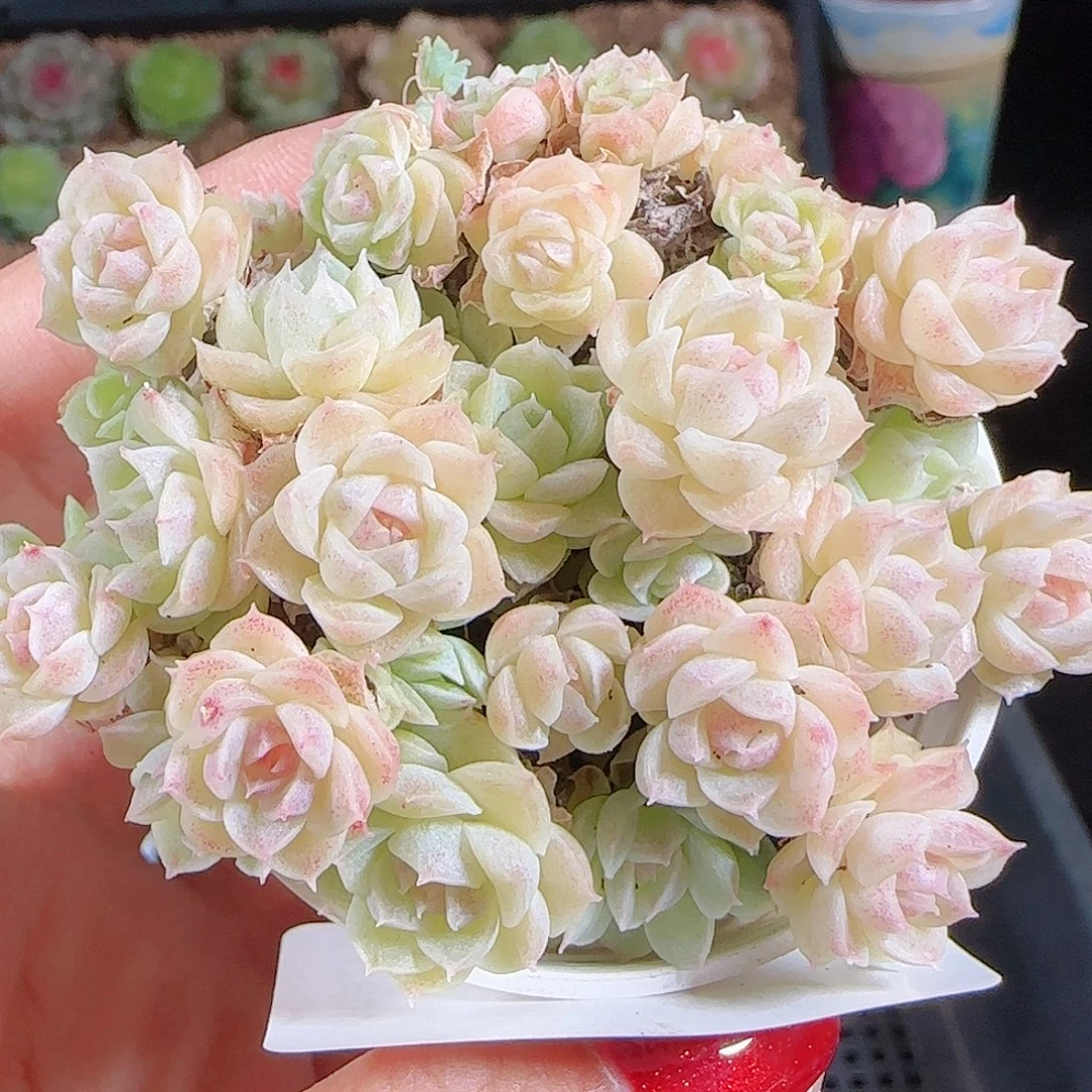 1027-72麦秆优选不包整