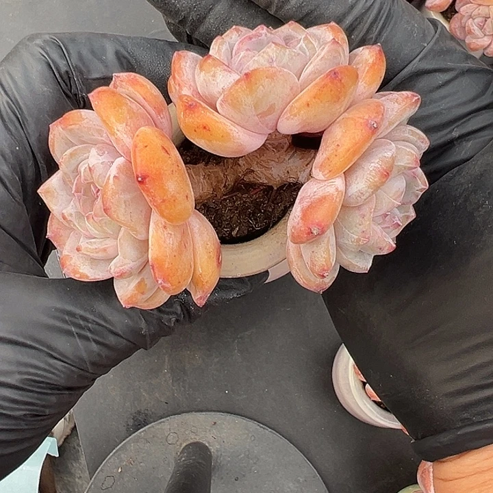 3261，三头高庄星影带盆发的