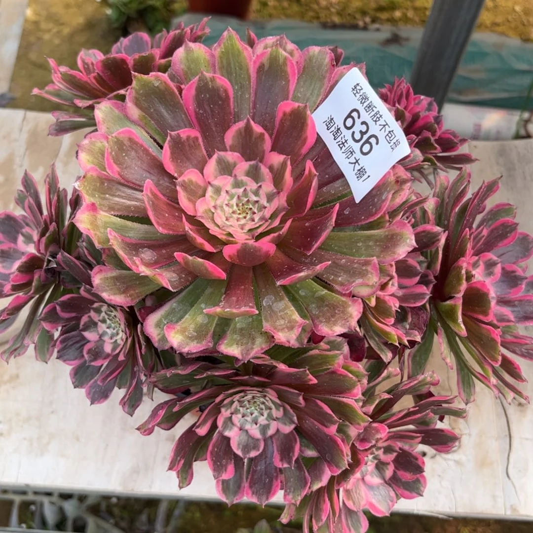 636粉铜多肉植物法师