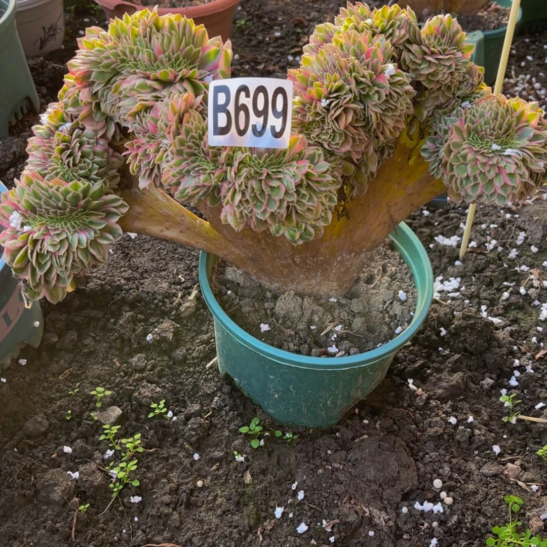 倾城法师16/////6包邮