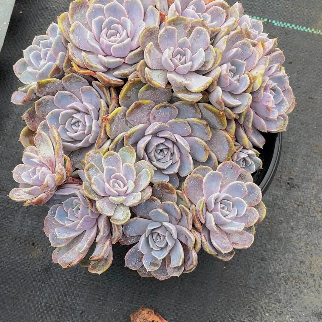 汉堡多肉植物群4334