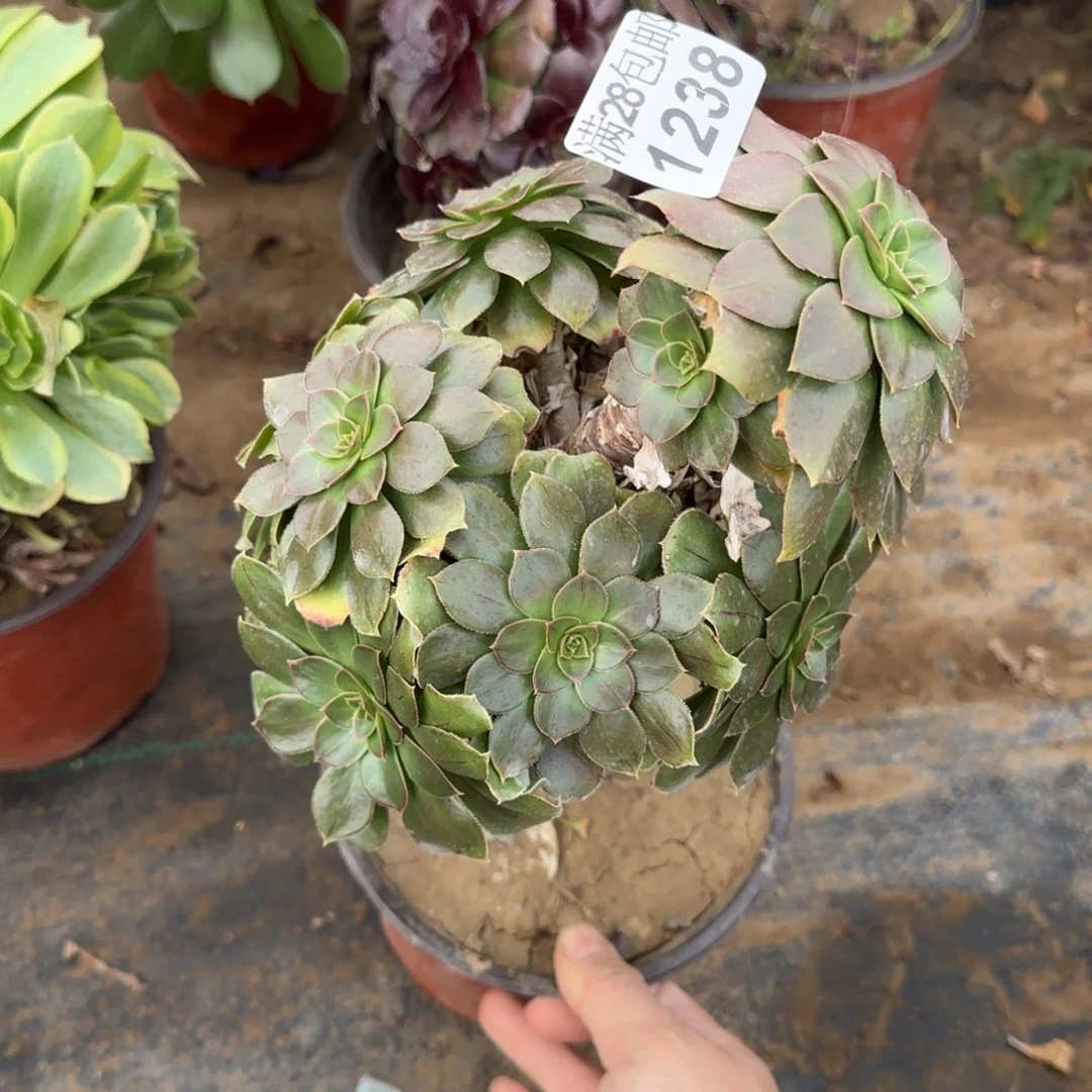 金缕多肉1238满28包邮断枝不包